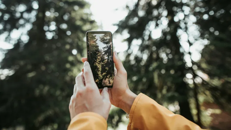 person taking photo of forest