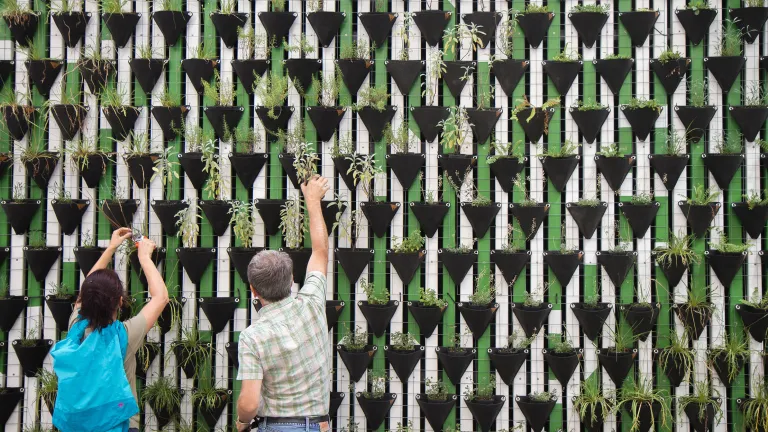 Zwei Personen pflanzen Pflanzen