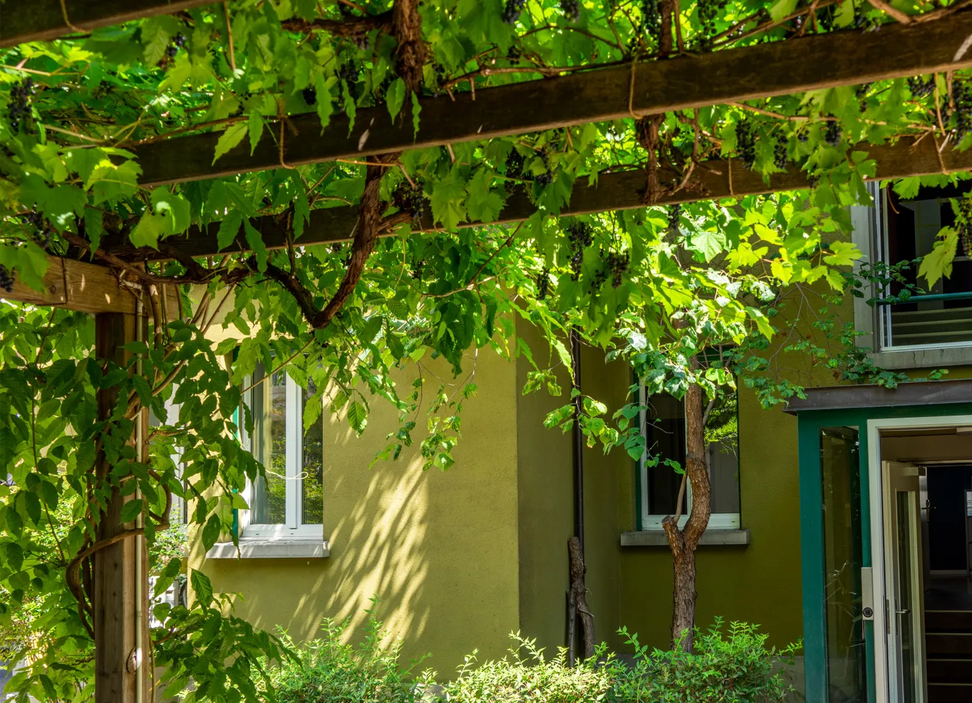 Pergola Detail